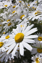 Ox-eye daisy, Leucanthemum vulgare, Wide angle close view of one white daisy flower with yellow centre and masses of others behind.