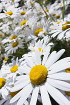 Ox-eye daisy, Leucanthemum vulgare, Wide angle close view of one white daisy flower with yellow centre and masses of others behind.