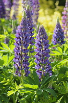 Lupin, Lupinus 'Purple Emperor', Side view of several spires with bicolour flowers of mauve and magenta, among bright green folaige, in sunshine.