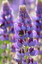 Lupin, Lupinus 'Purple Emperor', Side view of one spire with bicolour flowers of mauve and magenta, and a buff tailed bee entering one, in bright sunshine, Others soft focus behind,