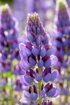 Lupin, Lupinus 'Purple Emperor', Side view of one spire with bicolour flowers of mauve and magenta, others soft focus behind, in bright sunshine.
