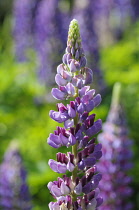 Lupin, Lupinus 'Purple Emperor', Side view of one spire with bicolour flowers of mauve and magenta, others and bright green foliage soft focus behind, in bright sunshine.