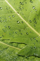 Himalayan blue poppy, Meconopsis regia, Close view of overlapping leaves forming a pattern, Masses of fine hairs causing water droplets to be raised off the leaves.
