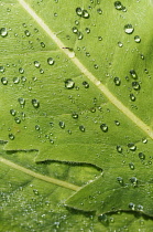 Himalayan blue poppy, Meconopsis regia, Close view of overlapping leaves forming a pattern, Masses of fine hairs causing water droplets to be raised off the leaves.