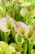 Pitcher plant, Sarracenia, Close up showing open tubes.