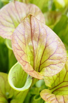 Pitcher plant, Sarracenia, Close up showing open tubes.