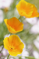 Poppy, Californian Poppy, Eschscholzia californica, Close up of three orange coloured flowers.