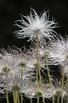 Pasque flower, Pulsatilla vulgaris rubra, Side view of several fluffy sedheads against black, one raised higher above the others.