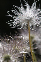 Pasque flower, Pulsatilla vulgaris rubra, Close cropped side view of several fluffy sedheads against black, one raised higher above the others.