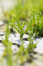 Samphire, Salicornia europaea, Close side view of several bright green succulent stems emerging from dry crusted ground.