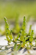Samphire, Salicornia europaea, Close side view of several bright green succulent stems emerging from dry crusted ground.