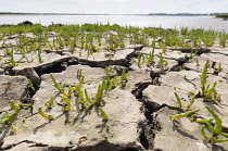 Samphire, Salicornia europaea, Low wide angle view of massses of bright green succulent stems emerging from dry cracked, crusted mud, Seea and sky behind.