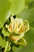 Artichke, Artichoke green globe, Cynara scolymus 'Green Globe', Close up showing stamen.