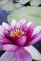 Water lily, Nymphaea cultivar, Close view of one pink magenta flower with yellow stamens and leaves behind