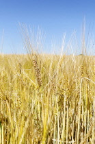 Barley, Grain crop growing in field with bus sky above.