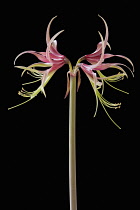 Amaryllis, Hippeastrum 'Chico', Side view of one stem with symmetrical flowers either side, having curled spikey pink and green petals with long curled stamen and extended stigma, Against a black back...