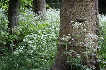 Cow parsley, Anthriscus sylvestris, Masses of white flowers amongst woodland, with trunks of trees including Plane tree.