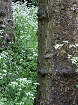 Cow parsley, Anthriscus sylvestris, Masses of white flowers with trunks of Plane trees.