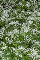 Cow parsley, Anthriscus sylvestris, Top view of masses of white flowers and leaves,