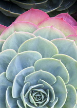 Glaucus echeveria, Echeveria secunda var, glauca, Graphic, overhead, cropped view of a rosette of grey-green leaves flushed pink at their edges.