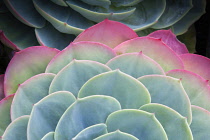 Glaucus echeveria, Echeveria secunda var, glauca, Graphic, overhead, cropped view of part of two rosettes of grey-green leaves flushed pink at their edges.