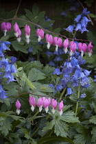 Bleeding heart, Lamprocapnos spectabilis, Two stems of heart shaped flowers hanging gracefully above several stems of Spanish bluebell flowers, Hyacinthoides hispanica, Both are shade tolerant plants.