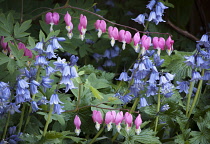 Bleeding heart, Lamprocapnos spectabilis, Two stems of heart shaped flowers hanging gracefully above several stems of Spanish bluebell flowers, Hyacinthoides hispanica, Both are shade tolerant plants.