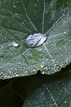 Nasturtium, a Tropaeolum majus cultivar, Close view of two leaves with droplets, one large droplet in the centre.