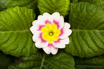 Primrose, Primula 'Delia mix', Overhead graphic view of one cream flower with a pink ring and yellow middle, positioned in the centre surrounded by a neat rosette of green leaves.