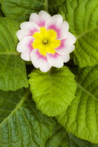 Primrose, Primula 'Delia mix', Overhead graphic view of one cream flower with a pink ring and yellow middle, surrounded by a neat rosette of green leaves.