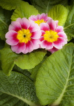 Primrose, Primula 'Appleblossom', Overhead graphic view of three flowers flushed with pink and a yellow centre, surrounded by green leaves.