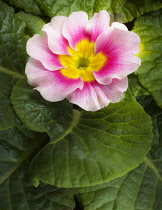 Primrose, Primula 'Appleblossom', Overhead view of one cream flower flushed with pink and a yellow centre, surrounded by a neat rosette of green leaves.