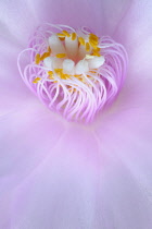 Rose Easter cactus, Rhipsalidopsis rosea, Close cropped view of unfurling, yellow tipped, pink stamens and white stigma in the centre of the pink flower,