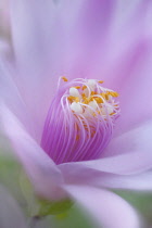 Rose Easter cactus, Rhipsalidopsis rosea, Close view of cropped view of unfurling, yellow tipped stamens and white stigma in the centre of the pink flower.