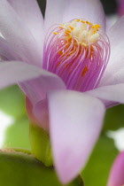 Rose Easter cactus, Rhipsalidopsis rosea, Close view of unfurling, yellow tipped pink stamens and white stigma in the centre of the pink flower, which is attached to a leaf.