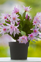 Rose Easter cactus, Rhipsalidopsis rosea, A plant in a black pot, covered with pink flowers with unfurling, yellow tipped pink stamens and white stigma in the centre, On a white surface against a dapp...