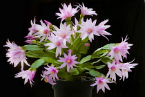 Rose Easter cactus, Rhipsalidopsis rosea, A plant in a black pot, covered with pink flowers with unfurling, yellow tipped pink stamens and white stigma in the centre, Against a black background.