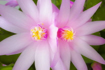 Rose Easter cactus, Rhipsalidopsis rosea, Close view of two mirrored, adjoining flowers with unfurling, yellow tipped pink stamens and white stigma in the centre, Soft lighting.