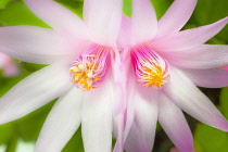 Rose Easter cactus, Rhipsalidopsis rosea, Close view of two mirrored, adjoining flowers with unfurling, yellow tipped pink stamens and white stigma in the centre.