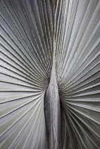 A silver grey Fan palm cultivar, Close view of the ribs radiating out from the centre, Shot in Vietnam.