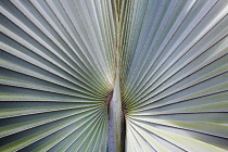 A silver blue grey Fan palm cultivar, Close view of the ribs radiating out from the centre, Shot in Vietnam.