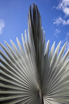A silver grey Fan palm cultivar, Close view of the ribs radiating out from the centre and some protruding at the top, Against blue sky, Shot in Vietnam.