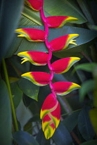 Heliconia rostrata, often known as Lobster claw, Bright red pendula clawlike flowers tipped with yellow and green,  surrounded by glossy green leaves, Photographed in Southern Vietnam.