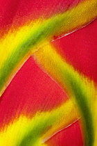 Heliconia rostrata, often known as Lobster claw, Detail of the bright red petals tipped with yellow and green, Overlapping to create a pattern.