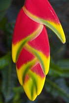 Heliconia rostrata, often known as Lobster claw, Close view of the bright red clawlike flowers tipped with yellow and green, Photographed in Southern Vietnam.