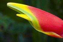 Heliconia rostrata, often known as Lobster claw, Close view of the bright red clawlike flowers tipped with yellow and green, Photographed in Southern Vietnam.