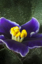 African violet, a Saintpaulia cultivar with purple flowers edged with white, around stubby yellow tipped stamen, Close view of one flower with leaves, Rich deep colours.