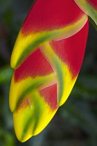 Heliconia rostrata, often known as Lobster claw, Close view of the bright red pendula clawlike flowers tipped with yellow and green, Photographed in Southern Vietnam.