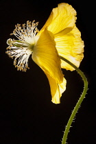 Poppy, Welsh poppy, Meconopsis cambrica, Side view of the fading, yellow flower on a thin hairy stem, The petals are swept back, causing the stamens and stigmas to protrude prominently, Backlit high c...