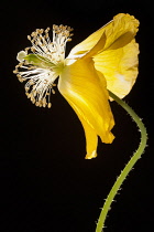 Poppy, Welsh poppy, Meconopsis cambrica, Side view of the fading, yellow flower on a thin hairy stem, The petals are swept back, causing the stamens and stigmas to protrude prominently, Backlit high c...